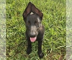 Small #4 German Shepherd Dog