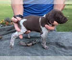 Puppy Chief German Shorthaired Pointer
