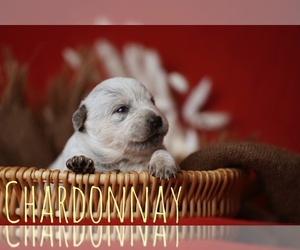 Australian Cattle Dog Puppy for sale in PILOT, VA, USA