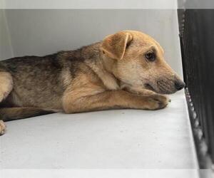German Shepherd Dog-Unknown Mix Dogs for adoption in Houston, TX, USA