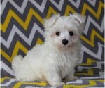 Small #6 Maltese