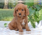 Small #2 Cavapoo