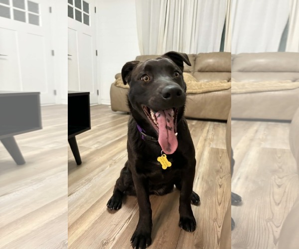 Medium Photo #6 Labrador Retriever-Unknown Mix Puppy For Sale in Sandy, UT, USA