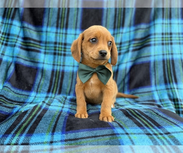 Medium Photo #6 Beagle-Labradoodle Mix Puppy For Sale in LAKELAND, FL, USA