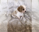 Small Photo #6 Cavachon Puppy For Sale in SILEX, MO, USA
