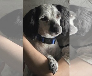 Mutt Dogs for adoption in Minneapolis, MN, USA