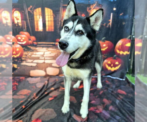 Medium Photo #1 Siberian Husky Puppy For Sale in Long Beach, CA, USA