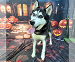 Small Siberian Husky