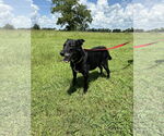 Small #2 Labrador Retriever Mix