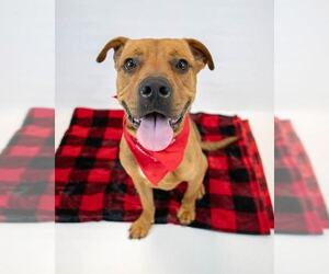 Wilson - Male Bull-Boxer Dog for Adoption - Photo #3
