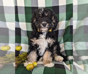 Miniature Bernedoodle-Poodle (Miniature) Mix Puppy for sale in OXFORD, PA, USA