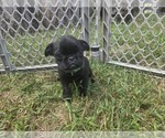 Puppy Green Collar Pug