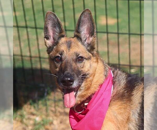 Medium Photo #1 German Shepherd Dog Puppy For Sale in San Antonio, TX, USA