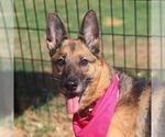 Small German Shepherd Dog