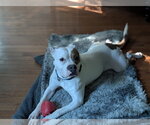 Small #9 American Staffordshire Terrier-Boxer Mix