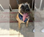 Small #6 German Shepherd Dog Mix