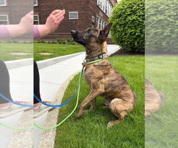 Medium Photo #2 Holland Shepherd Puppy For Sale in Imlay City, MI, USA