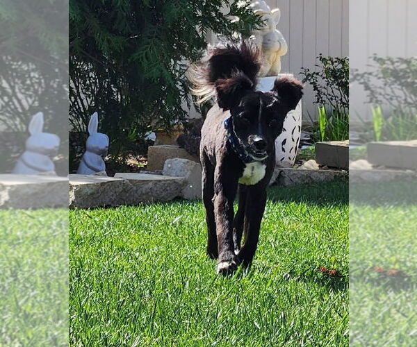 Medium Photo #2 Colonial Cocker Spaniel-Unknown Mix Puppy For Sale in San Bernardino , CA, USA