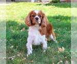 Small #3 Cavalier King Charles Spaniel