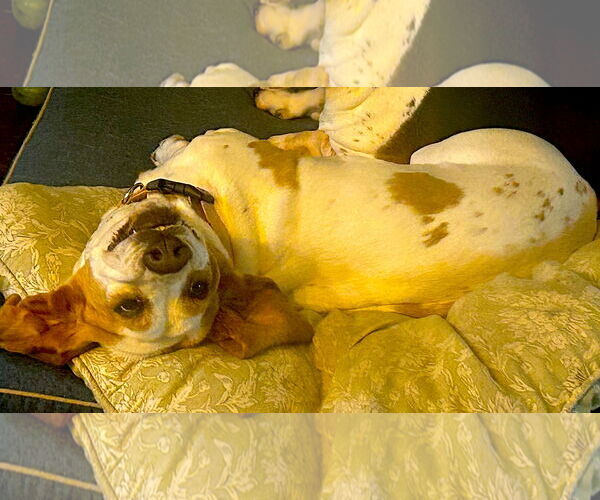 Medium Photo #5 Basset Hound Puppy For Sale in Petaluma, CA, USA