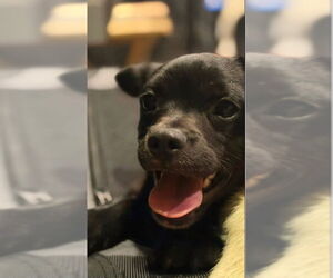 Chihuahua Dogs for adoption in Tracy, CA, USA