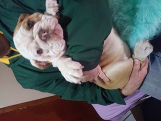 Bulldog Puppy for sale in REVERE, MA, USA