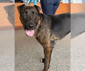 Mutt Dogs for adoption in Greenbelt, MD, USA