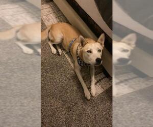 Collie-Huskies Mix Dogs for adoption in San Antonio, TX, USA