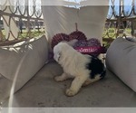 Small Photo #36 Sheepadoodle Puppy For Sale in THORNDALE, TX, USA