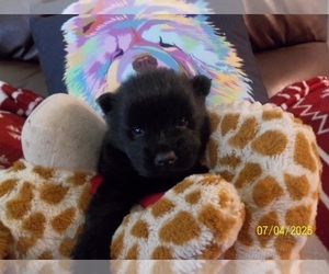 Chow Chow Puppy for sale in MIDDLEBURG, FL, USA