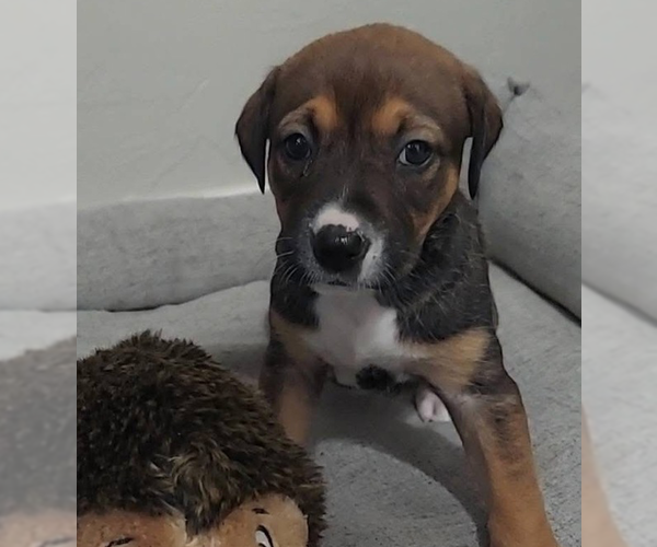 Medium Photo #1 Mutt Puppy For Sale in OKLAHOMA CITY, OK, USA