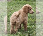 Small Photo #9 Poodle (Standard) Puppy For Sale in GARWOOD, TX, USA
