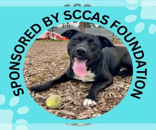 Medium Photo #4 Border Collie-Unknown Mix Puppy For Sale in Santa Cruz, CA, USA