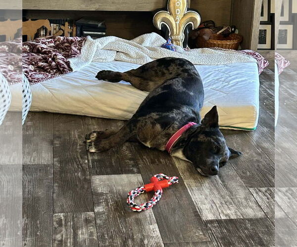 Medium Photo #8 Dachsahoula Puppy For Sale in Oakhurst, NJ, USA