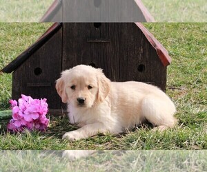 Golden Retriever Puppy for sale in FREDERICKSBURG, OH, USA