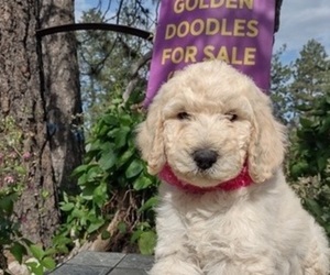 Goldendoodle Puppy for sale in AIRWAY HEIGHTS, WA, USA