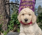 Small Goldendoodle