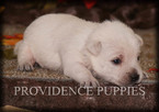Small Photo #4 West Highland White Terrier Puppy For Sale in COPPOCK, IA, USA