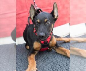 Doberman Pinscher-German Shepherd Dog Mix Dogs for adoption in Tracy, CA, USA