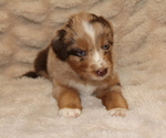 Small #8 Australian Retriever