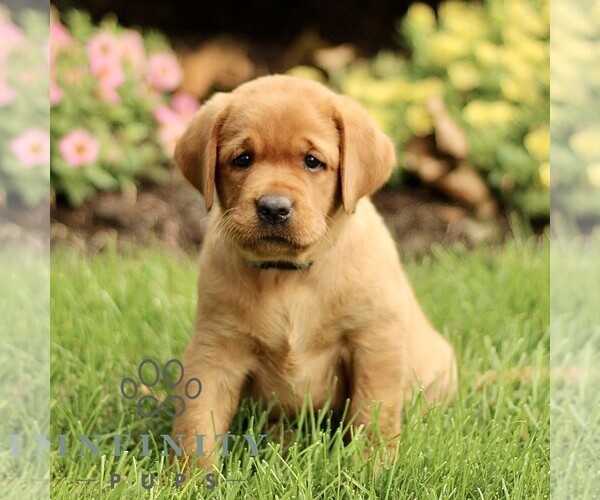Medium Photo #2 Labrador Retriever Puppy For Sale in RONKS, PA, USA