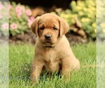 Small #1 Labrador Retriever