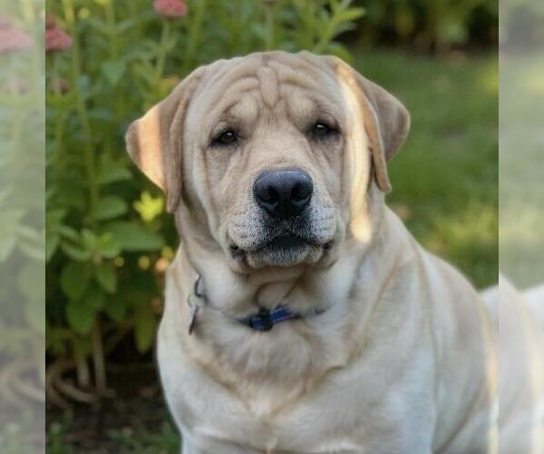 Medium Photo #3 Labrador Retriever Puppy For Sale in San Diego, CA, USA