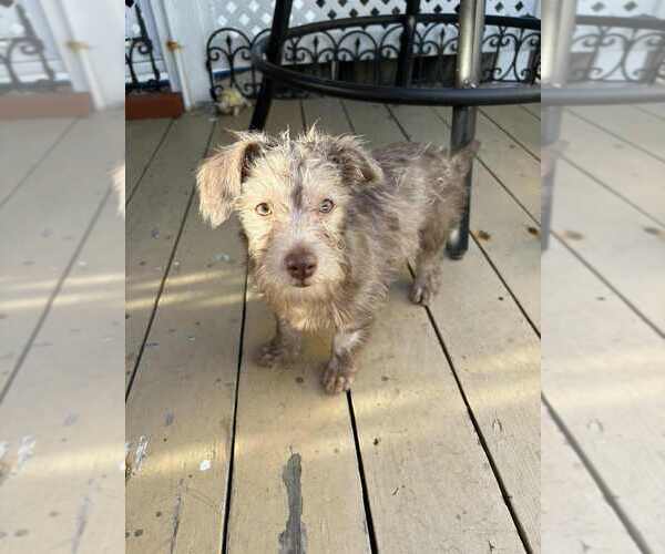 Medium Photo #1 Mutt Puppy For Sale in San Diego, CA, USA