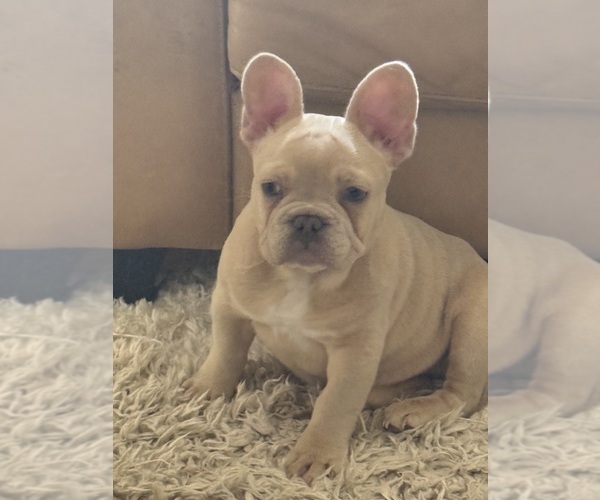 Medium Photo #11 French Bulldog Puppy For Sale in SUSSEX, WI, USA