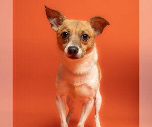 Chihuahua-Unknown Mix Dogs for adoption in Rowlett, TX, USA