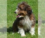 Small Photo #2 Sheltidoodle Puppy For Sale in SHIPPENSBURG, PA, USA