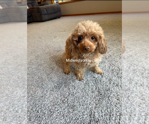 Poodle (Toy) Puppy for sale in FENTON, MI, USA
