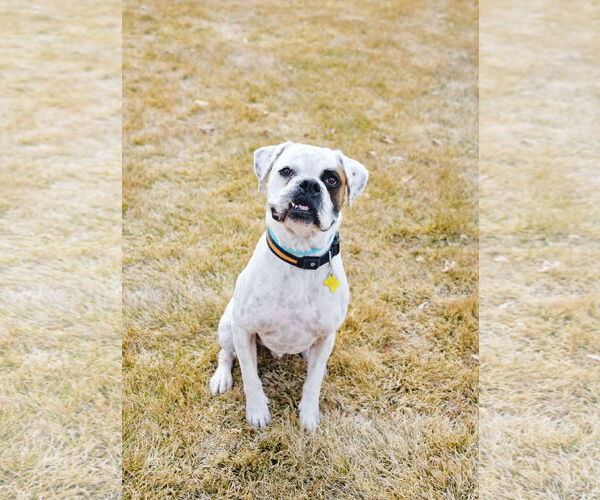 Medium Photo #2 Boxer Puppy For Sale in Sandy, UT, USA