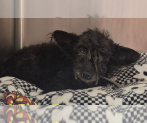 BatMan - Male Toxirn Dog for Adoption - Photo #2